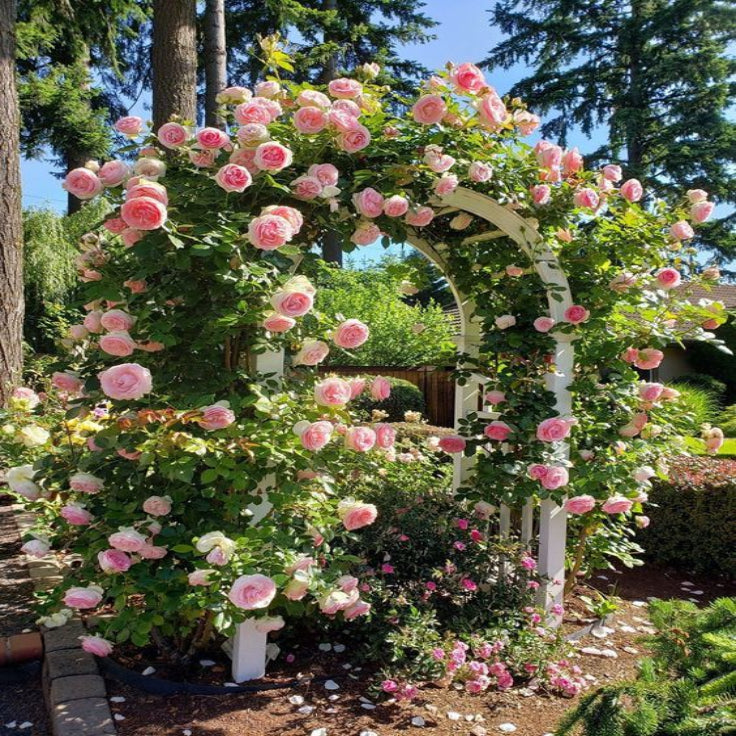 Dreameelane's Climbing Rose Flower Seeds