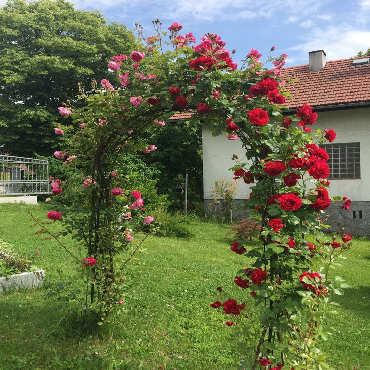 Dreameelane's Climbing Rose Flower Seeds