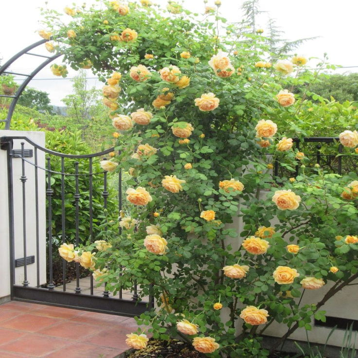 Dreameelane's Climbing Rose Flower Seeds