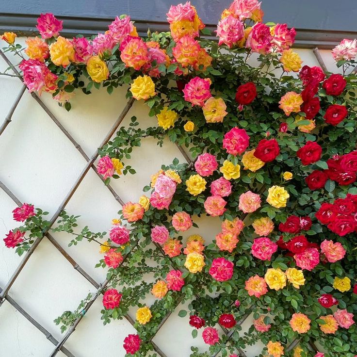 Dreameelane's Climbing Rose Flower Seeds