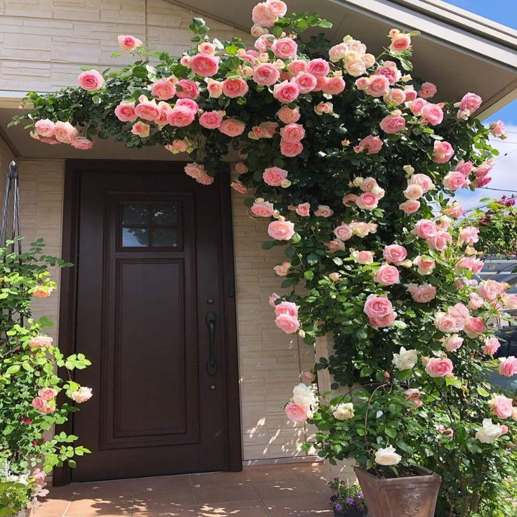 Dreameelane's Climbing Rose Flower Seeds