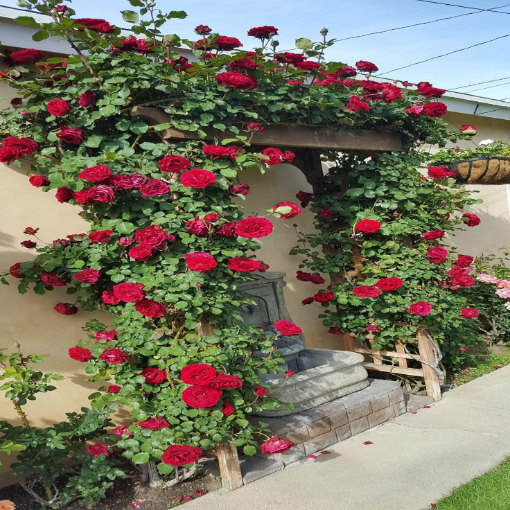 Dreameelane's Climbing Rose Flower Seeds