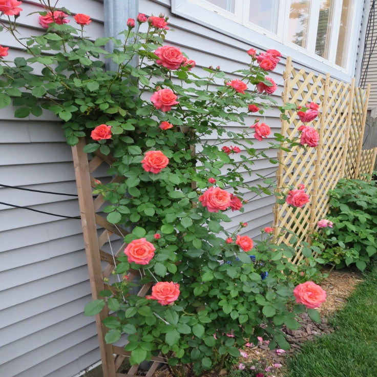 Dreameelane's Climbing Rose Flower Seeds