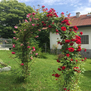 Dreameelane's Climbing Rose Flower Seeds